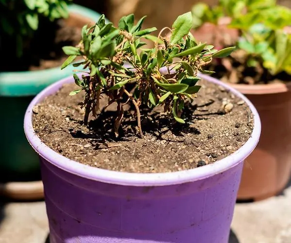 Hara's Traditional Detached House In Malona 펜션 *