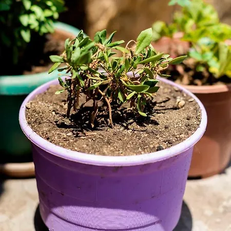 Hara's Traditional Detached House In Malona Case de vacanță *